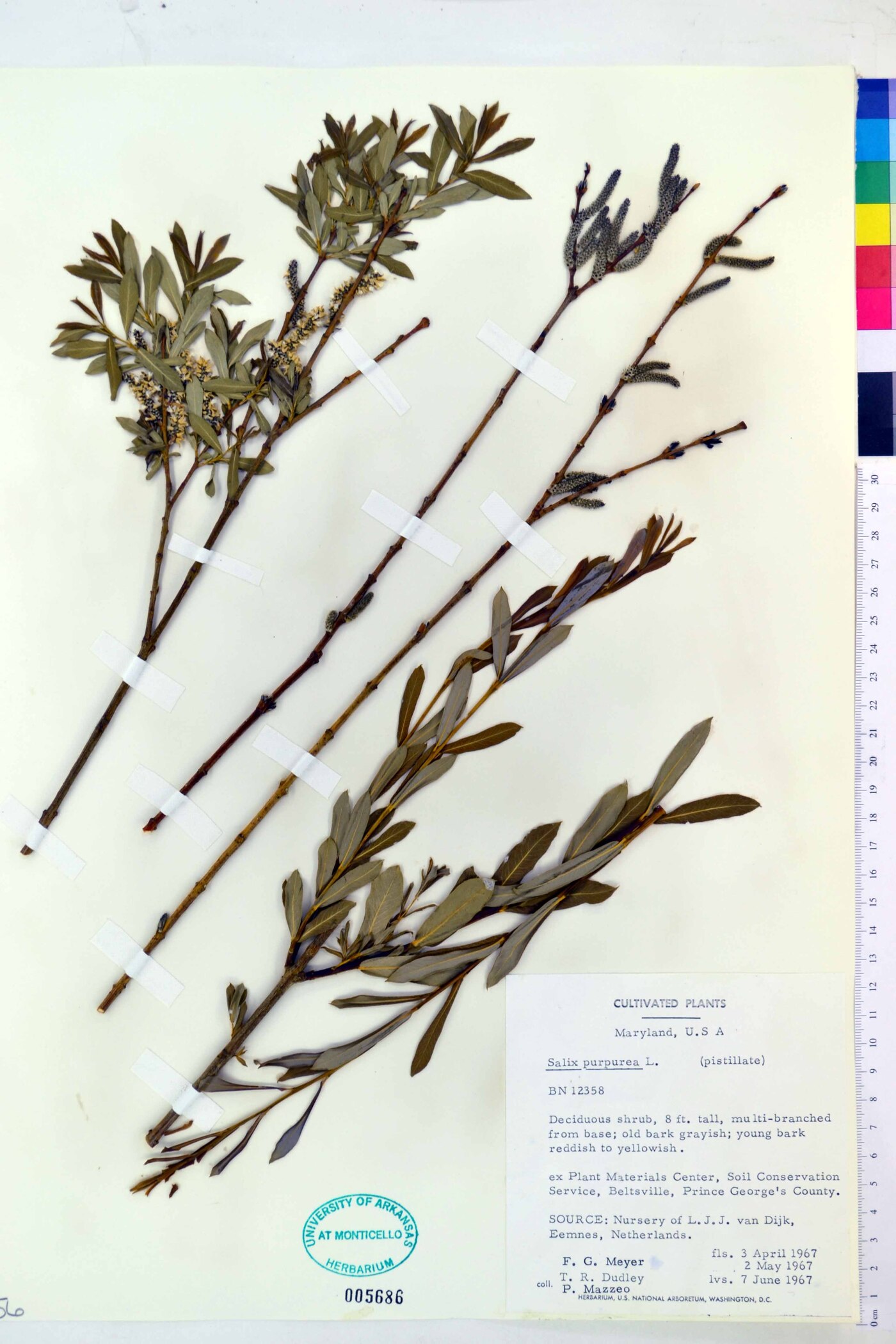 Salix purpurea image