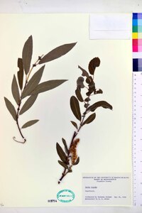 Salix rigida image