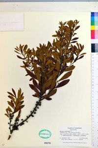 Myrica cerifera image