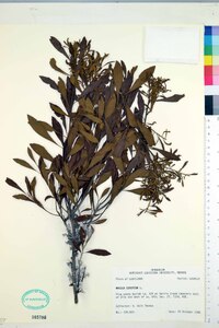 Myrica cerifera image