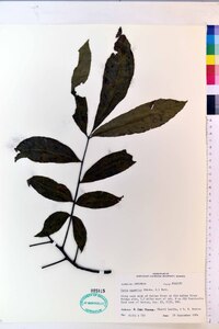 Carya aquatica image