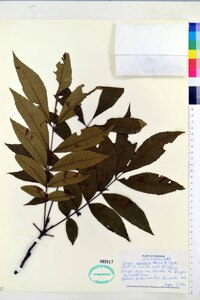 Carya aquatica image