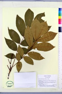 Carya myristiciformis image