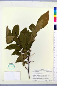 Carya myristiciformis image