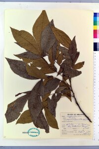 Carya myristiciformis image