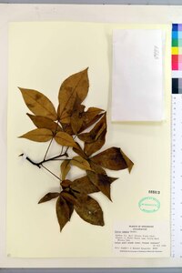 Carya texana image