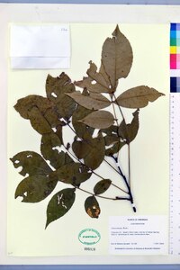 Carya texana image