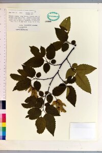 Carpinus tschonoskii image