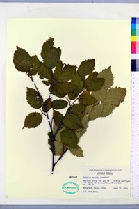 Corylus cornuta image