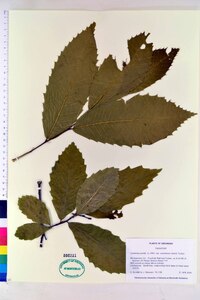 Castanea pumila var. ozarkensis image