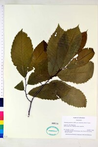 Castanea pumila var. ozarkensis image