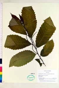 Castanea pumila var. ozarkensis image