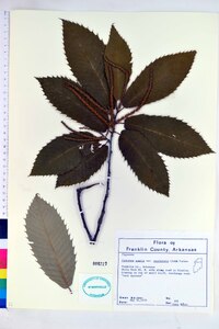 Castanea pumila var. ozarkensis image