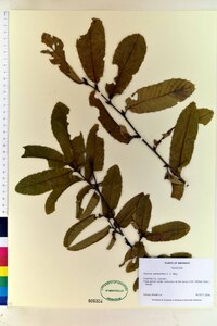 Image of Quercus castaneifolia