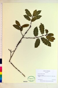 Quercus calliprinos image
