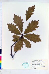 Quercus bicolor image