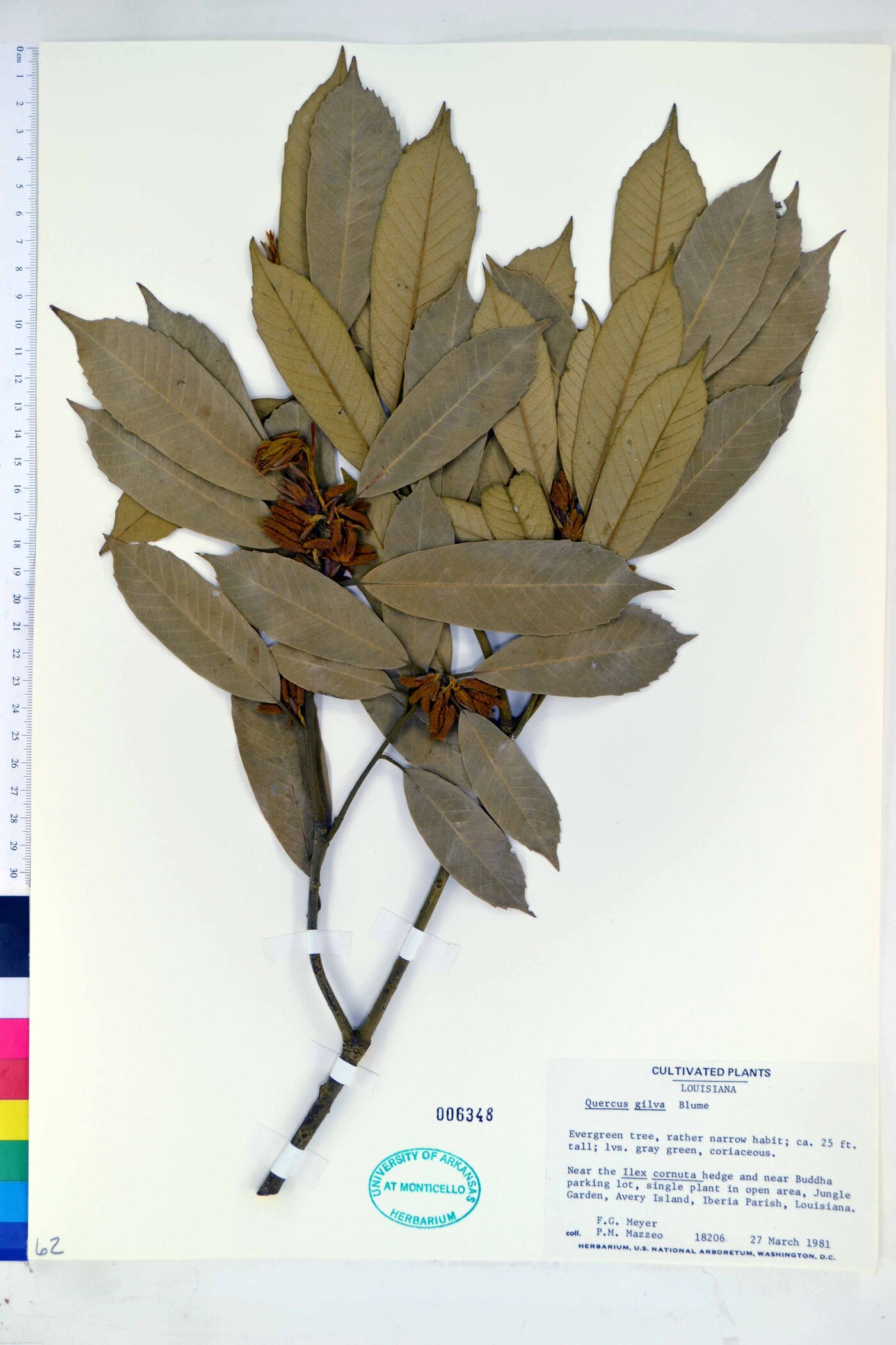 Quercus gilva image
