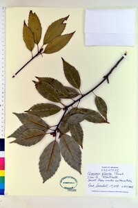 Quercus glauca image
