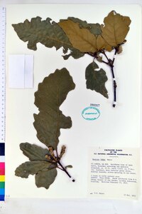 Quercus fabrei image