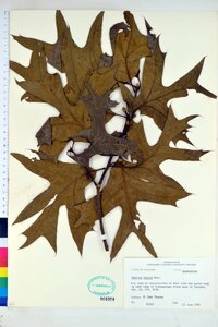 Quercus laevis image