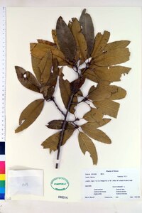 Quercus imbricaria image