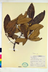 Quercus imbricaria image