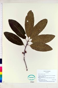 Quercus imbricaria image