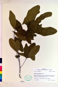 Quercus imbricaria image