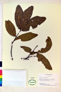 Quercus laurifolia image