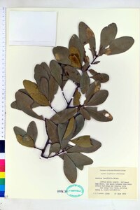 Quercus laurifolia image