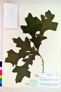 Quercus lyrata image