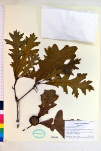 Quercus lyrata image