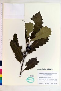 Quercus prinoides image