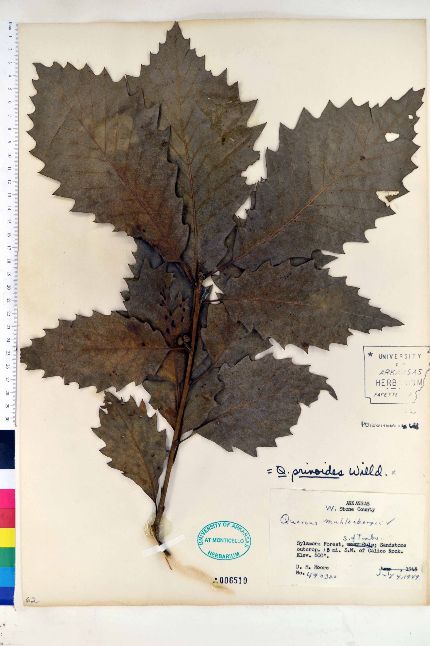 Quercus prinodes image