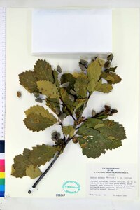 Quercus petraea image