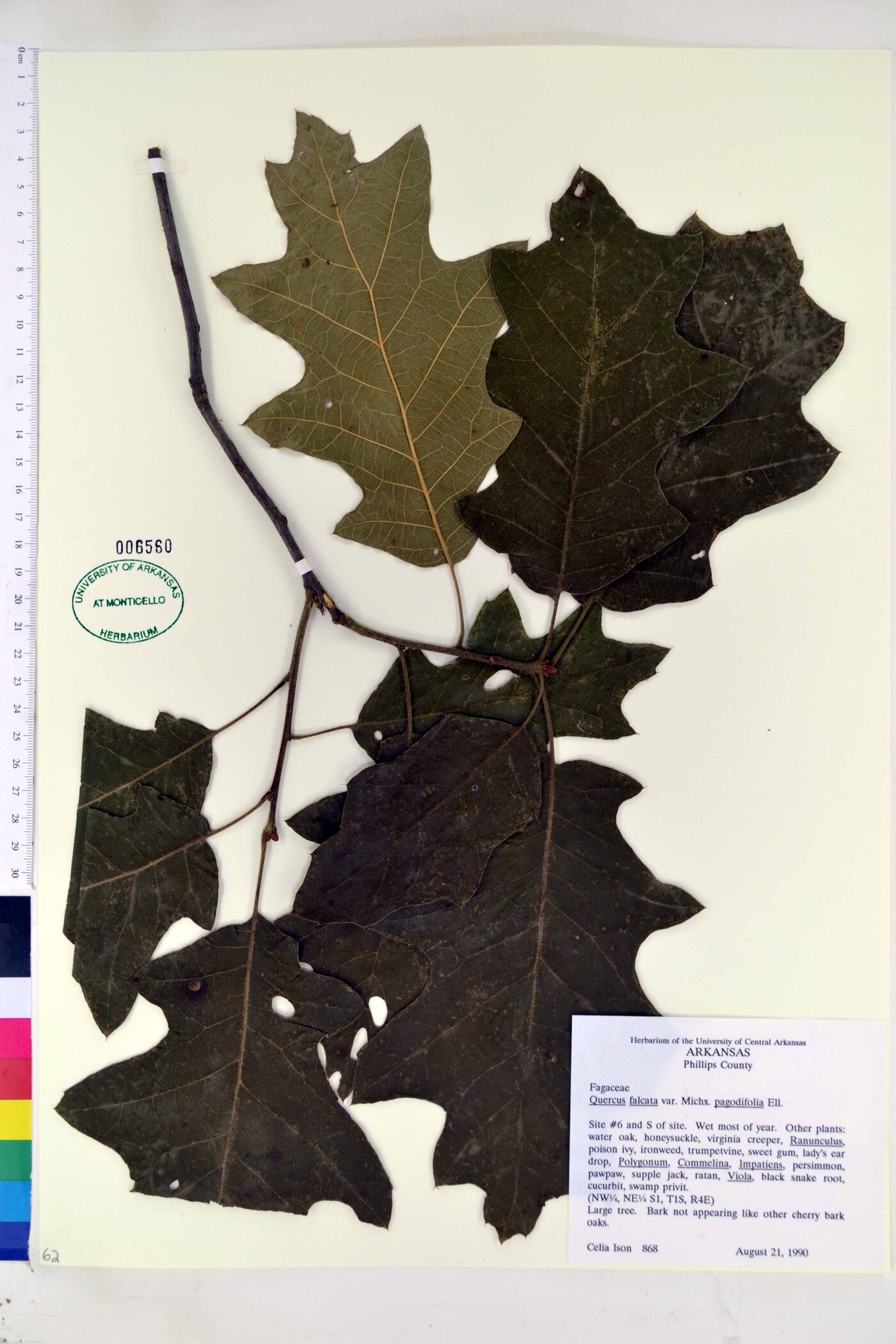 Quercus falcata var. pagodifolia image