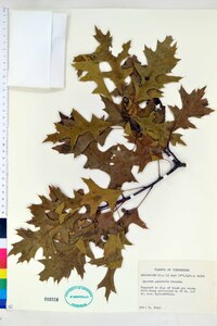 Quercus palustris image