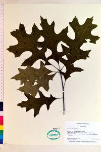 Quercus palustris image