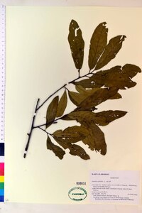 Quercus phellos image