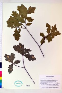 Quercus sinuata image