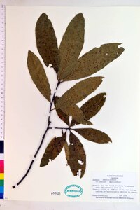 Quercus x rudkinii image