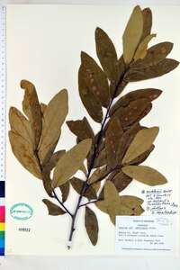 Quercus rudkinii image