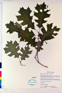 Quercus shumardii var. shumardii image
