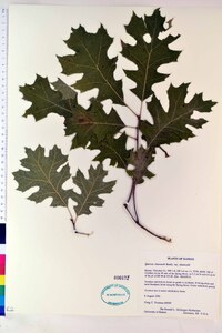 Quercus shumardii image