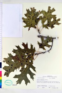 Quercus shumardii image