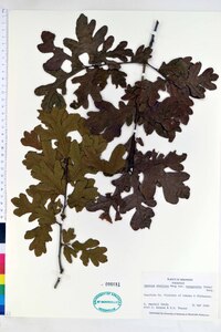 Quercus margaretta image