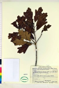 Quercus stellata var. margarettae image