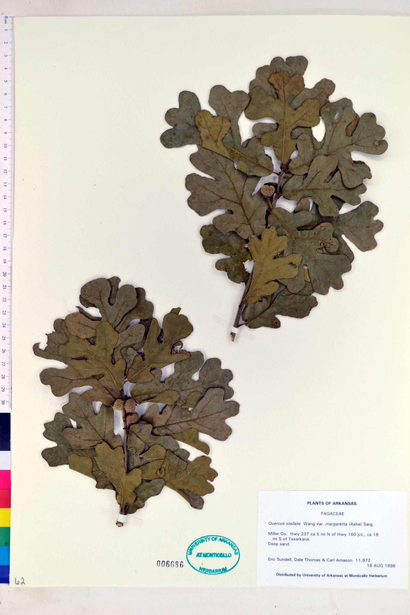 Quercus margaretta image