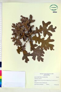 Quercus stellata var. paludosa image