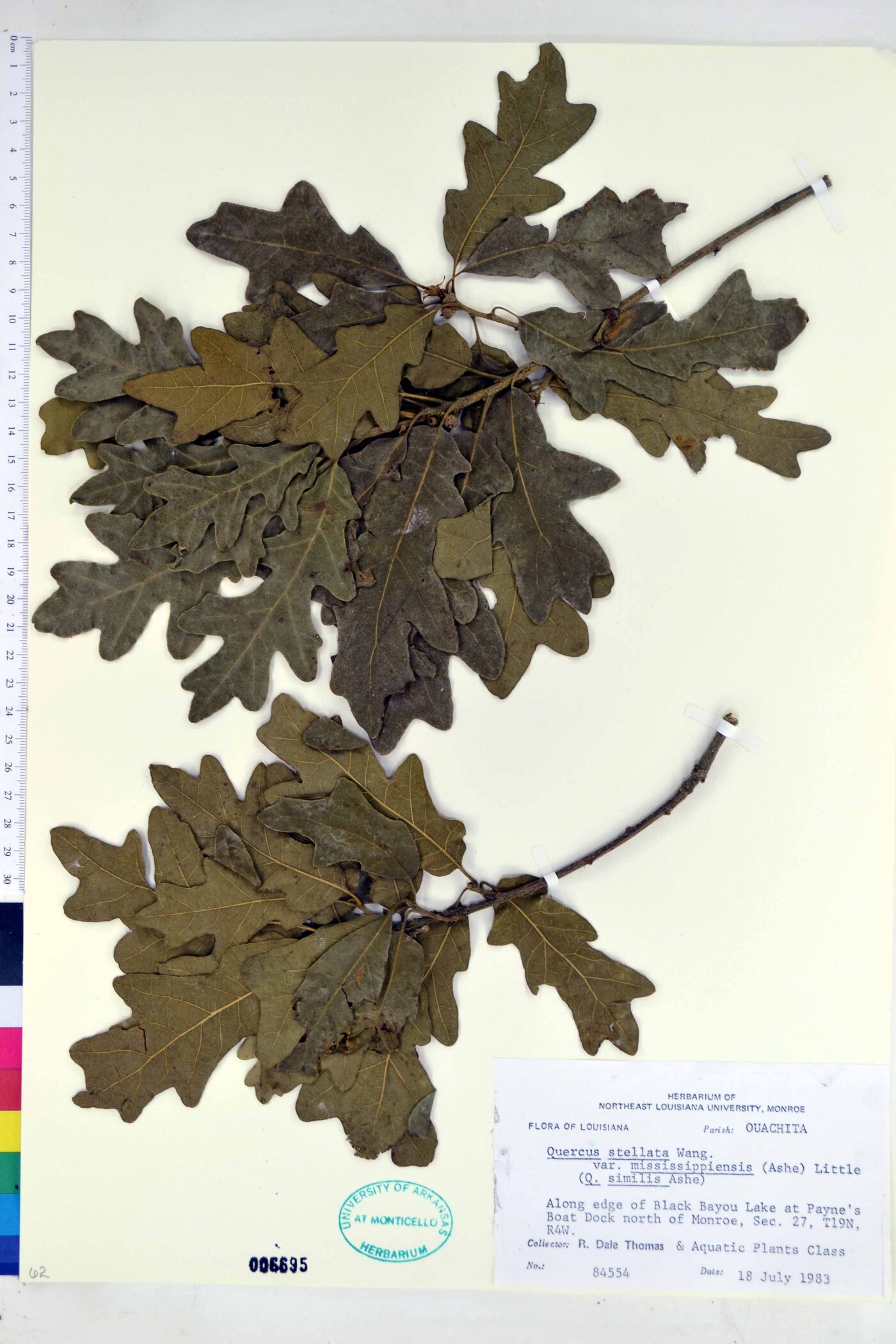 Quercus stellata var. mississippiensis image